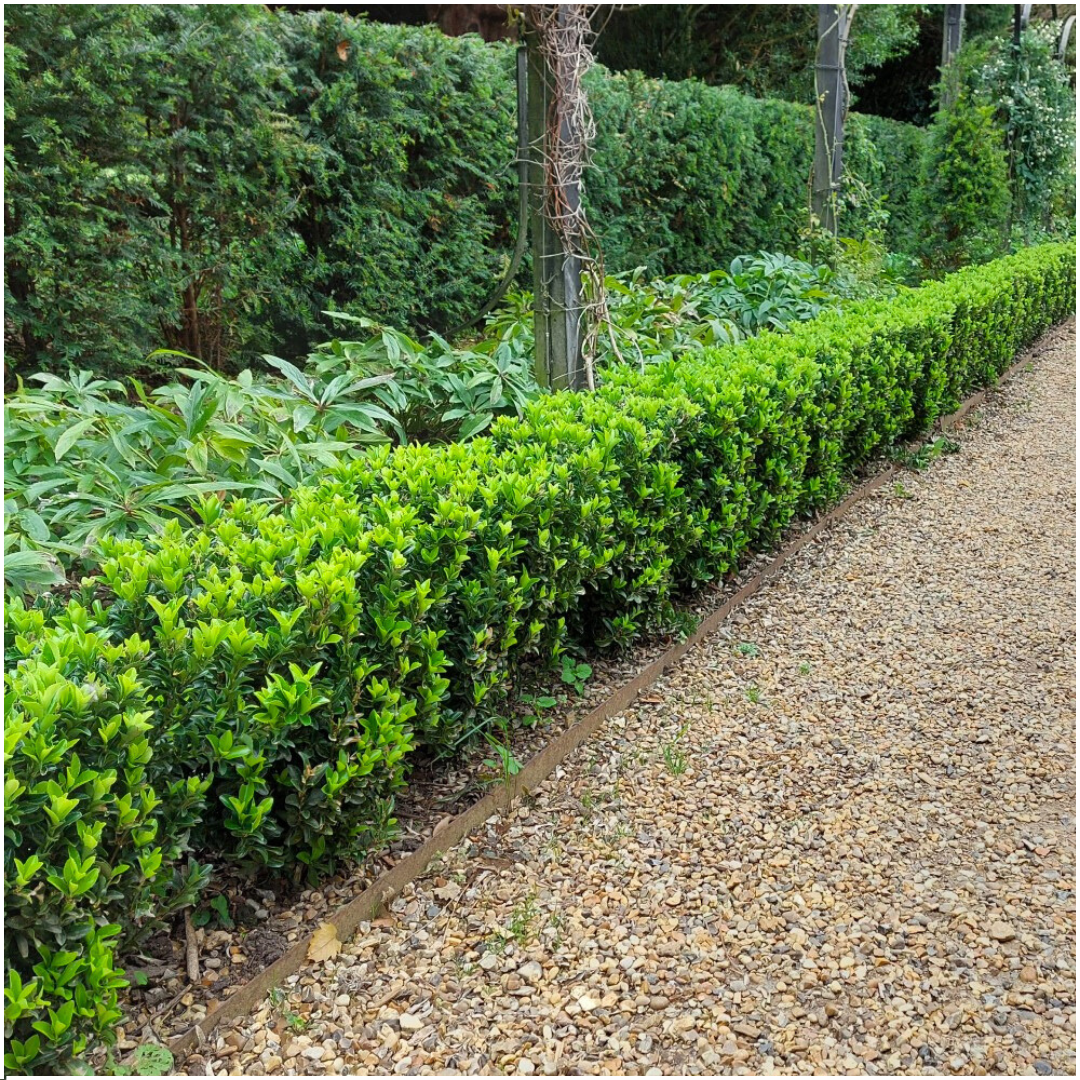 Euonymus japonicus 'Green Spire' hedge plants, pack of 12 in 7cm pots, image 4