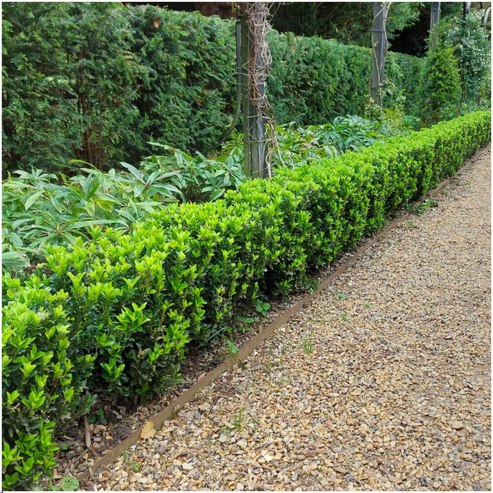 Euonymus japonicus 'Green Spire' hedge plants, pack of 12 in 7cm pots, image 4