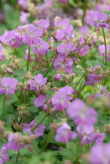 6x Geranium cant. 'Cambridge' - ↕10-25cm - Ø9cm — healthy root ball and nursery pot ready to ship from Ireland