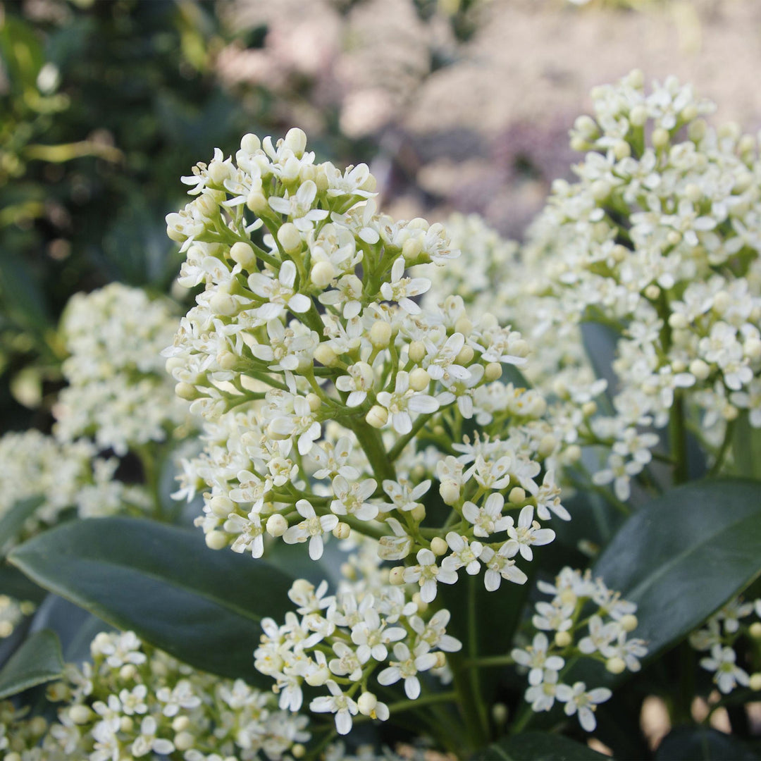 Pack of 2 Skimmia japonica 'Finchy' plants in 15cm pots, 30cm tall - view 4