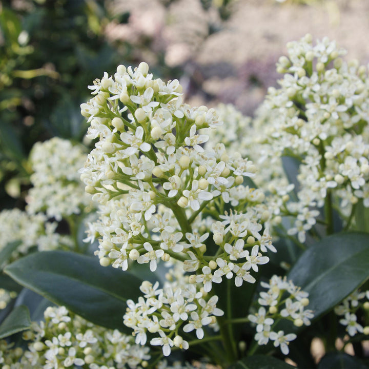 Pack of 2 Skimmia japonica 'Finchy' plants in 15cm pots, 30cm tall - view 4
