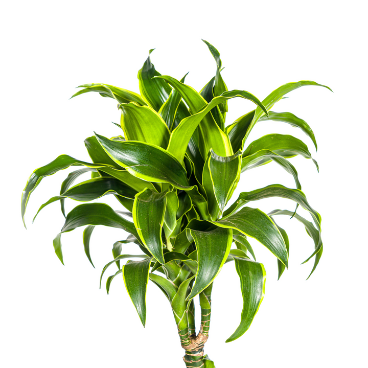 Dracaena Deremensis Dorado with basket Ø24cm - ↕120 - 140cm