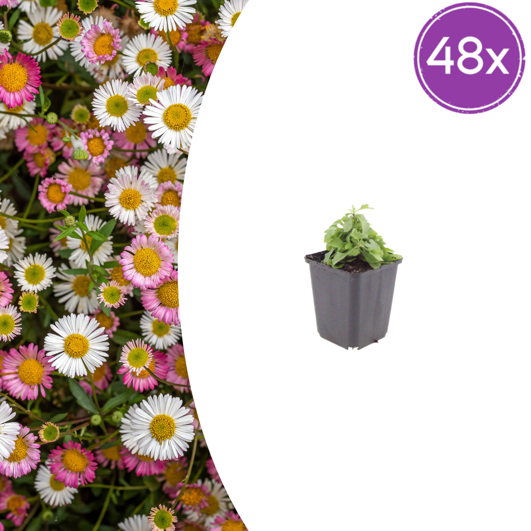 48x Erigeron karvinskianus - ↕10-25cm - Ø9cm