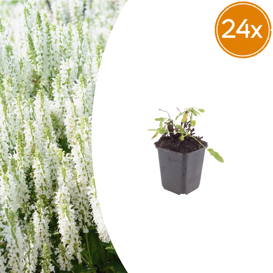 Salvia nemorosa 'Schneehügel' white-flowering perennial salvia, 24-pack in 9cm pots