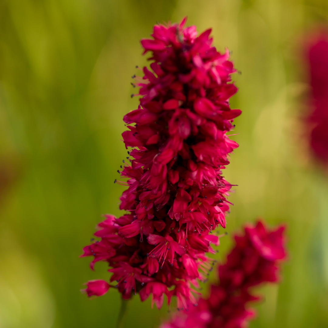 6x Persicaria a. 'Blackfield' - ↕10-25cm - Ø9cm