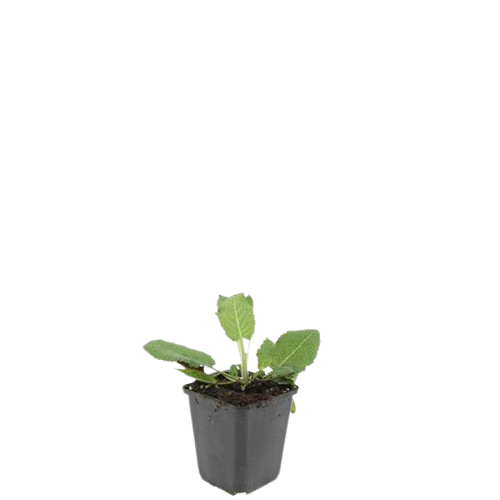 24x Salvia nem. 'Mainacht' - ↕10-25cm - Ø9cm