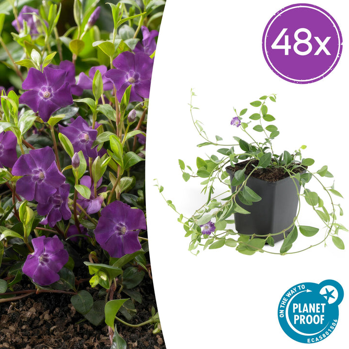 48x Vinca minor 'Atropurpurea' Purple Periwinkle - 9cm Pots
