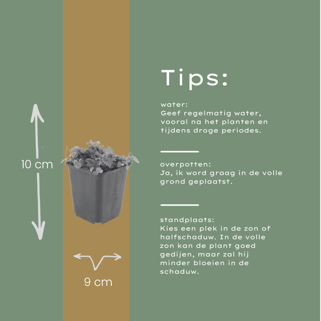 48x Campanula poscharskyana - ↕10-25cm - Ø9cm