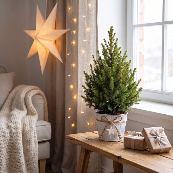 Pack of 4 potted dwarf spruce Christmas trees, 65cm in 17cm pots with a zinc pot - view 3