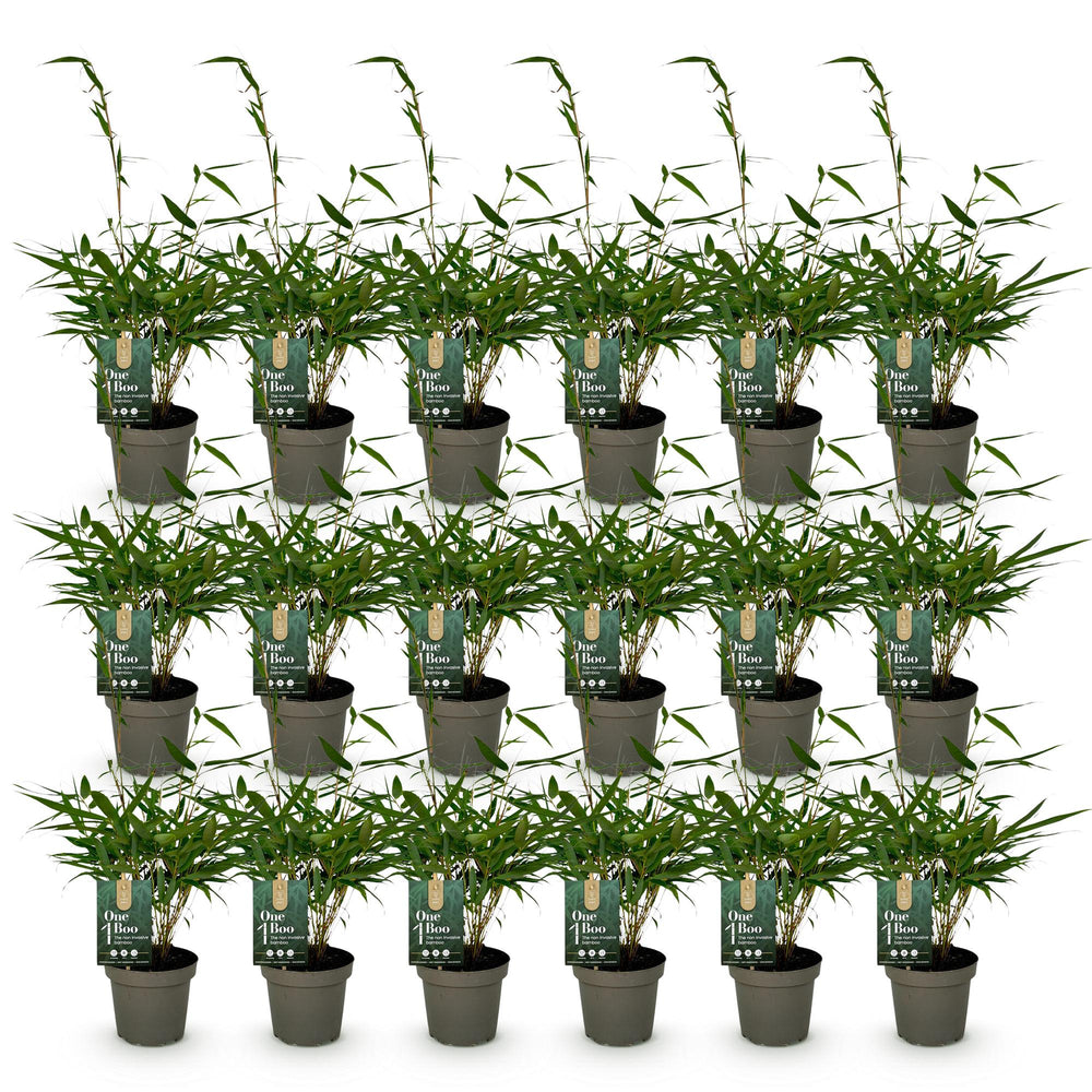 18 Fargesia robusta Pingwu clumping bamboo plants in 14cm pots - view 2