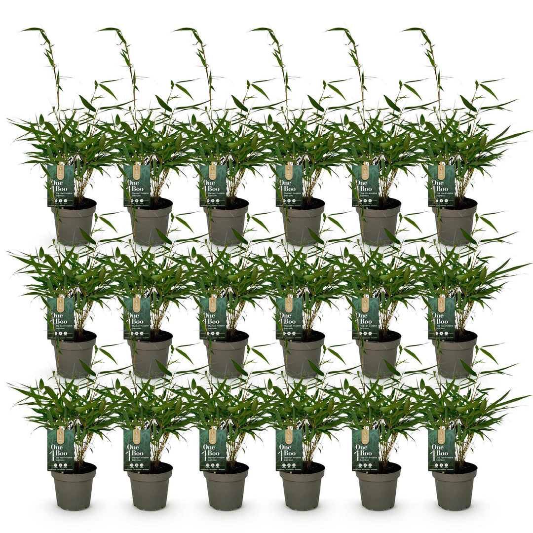 18 Fargesia robusta Pingwu clumping bamboo plants in 14cm pots - view 2