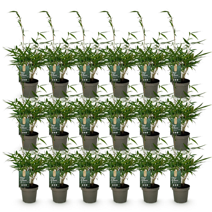 18 Fargesia robusta Pingwu clumping bamboo plants in 14cm pots - view 2