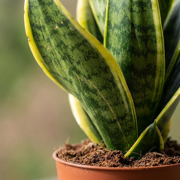 Snake Plant (Sansevieria 'Future Superb') - 4 Plants - 12cm Pot - 35cm Tall