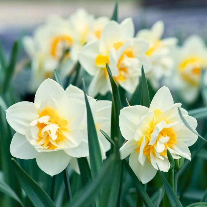 Medium Lasting Wild Mix - 50 Bulbs Sustainable Value Pack