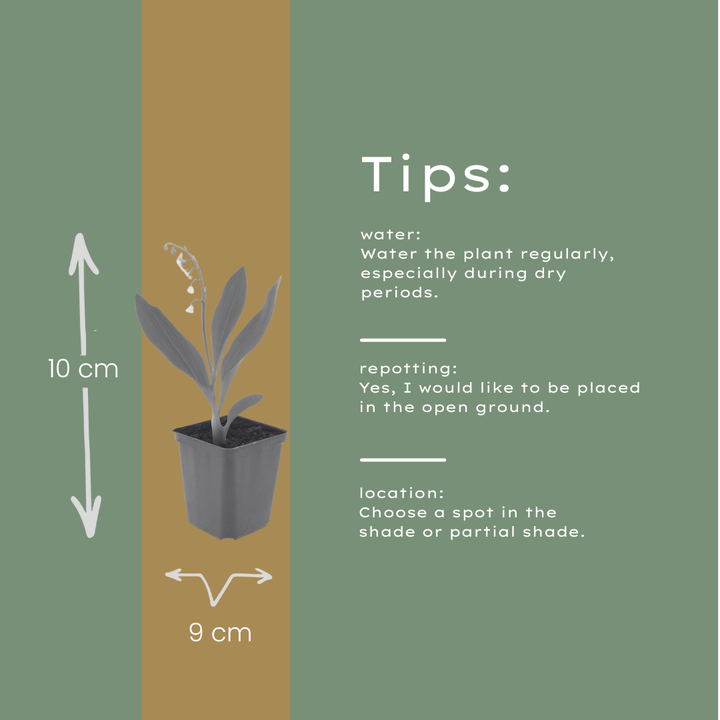 24x Convallaria majalis - ↕10-25cm - Ø9cm
