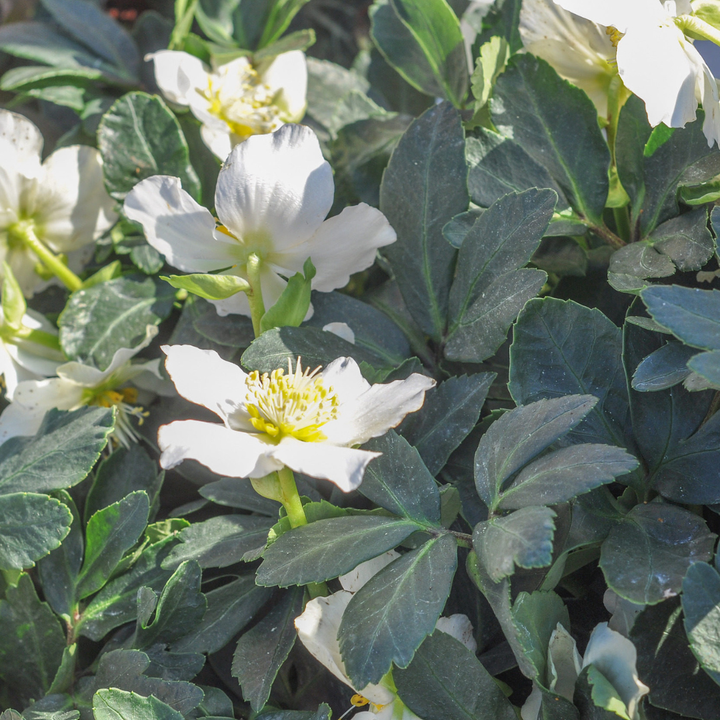 6x Helleborus orientalis - ↕10-25cm - Ø9cm — healthy root ball and nursery pot ready to ship from Ireland