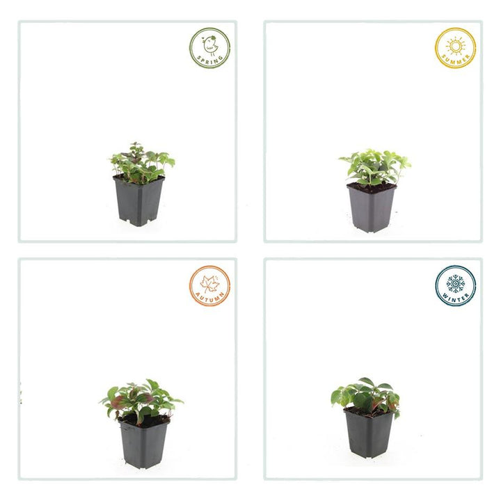 20x Cornus Canadensis Plants - Bunchberry Ground Cover - 10-25cm