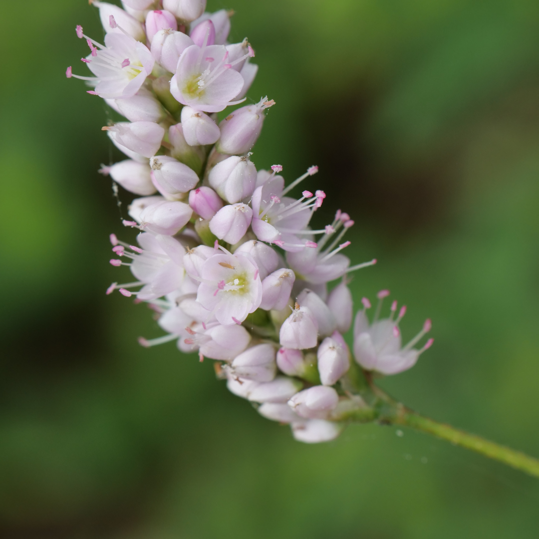 48x Persicaria bistorta 'Superba' - ↕10-25cm - Ø9cm
