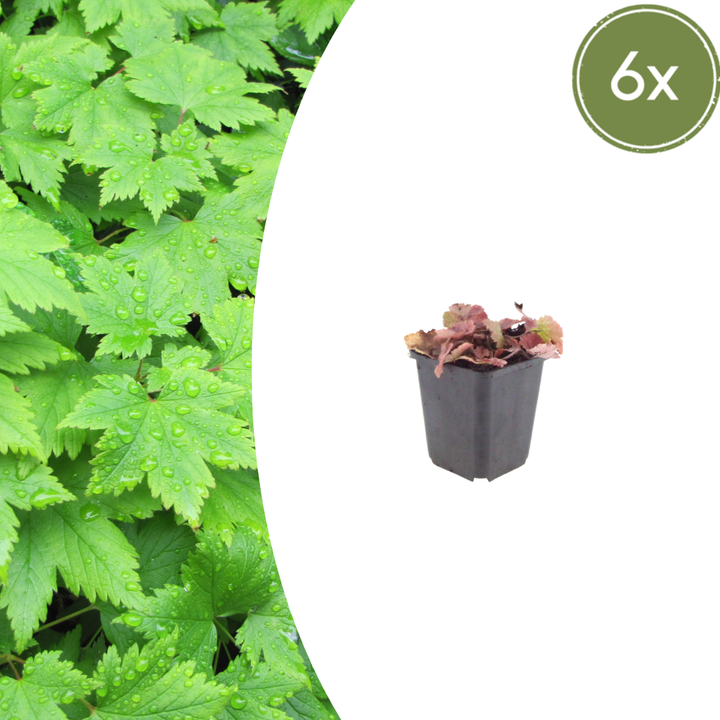 6x Tiarella cordifolia - ↕10-25cm - Ø9cm