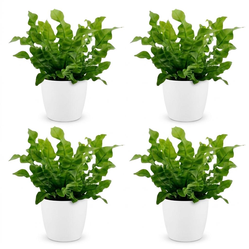 Crispy Wave Fern (Asplenium 'Crispy Wave') - 4 Plants with White Ceramic Pot - 12cm Pot - 30cm Tall