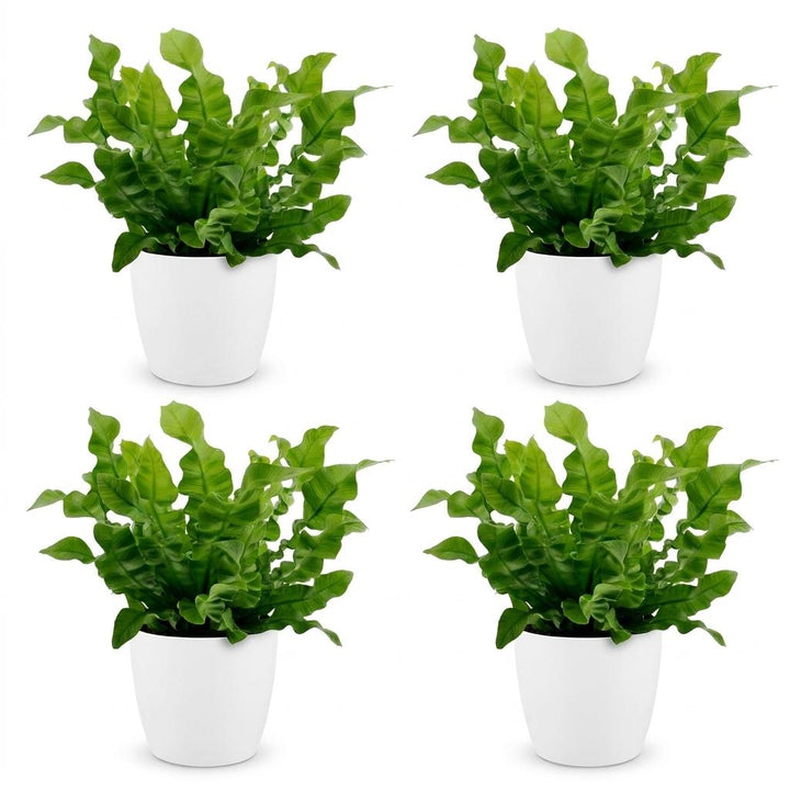 Crispy Wave Fern (Asplenium 'Crispy Wave') - 4 Plants with White Ceramic Pot - 12cm Pot - 30cm Tall