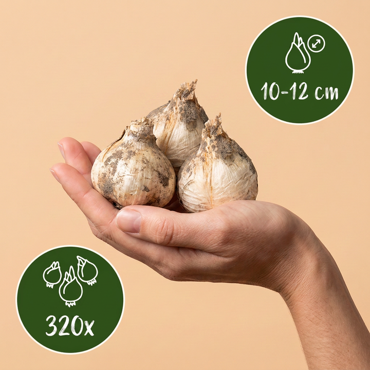 320x Allium siculum (Sicilian Honey Garlic) Bulbs - Cream and Pink - Summer Flowering - Size 10/12