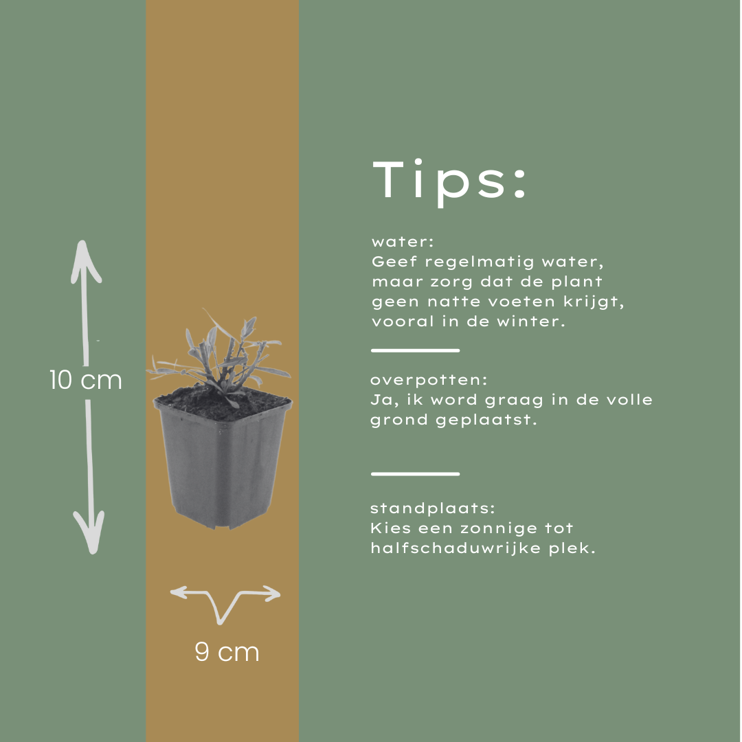 48x Gaura l. 'Whirling Butterflies' - ↕10-25cm - Ø9cm