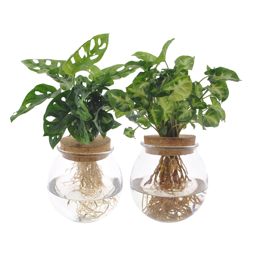 Our Catalogue: PlantGift