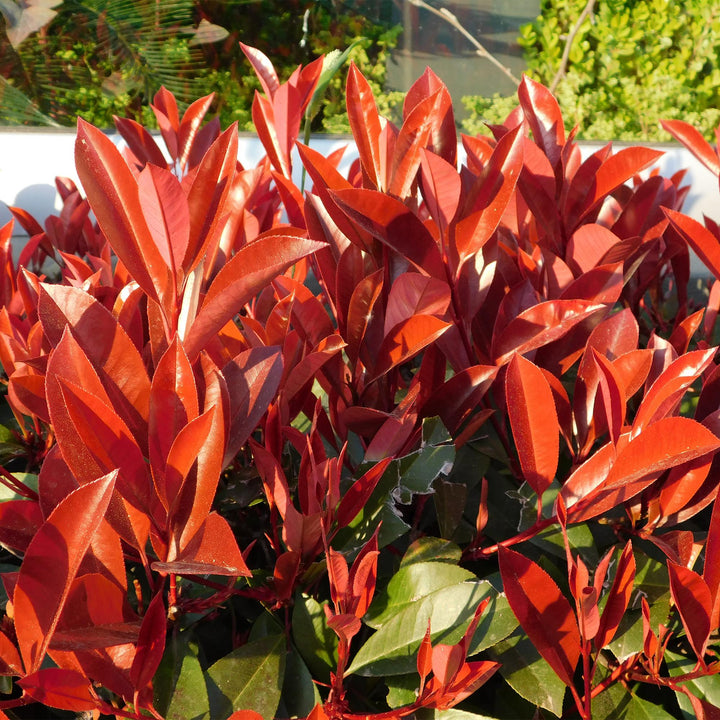 Photinia fraseri Red Robin hedge plants, pack of 6, image 5