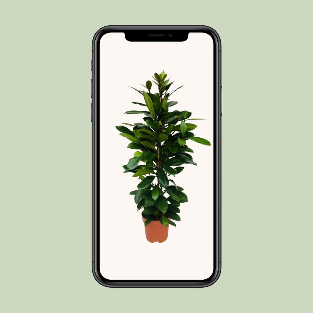 Ficus Cyathistipula - Ø21cm - ↕105cm — healthy root ball and nursery pot ready to ship from Ireland