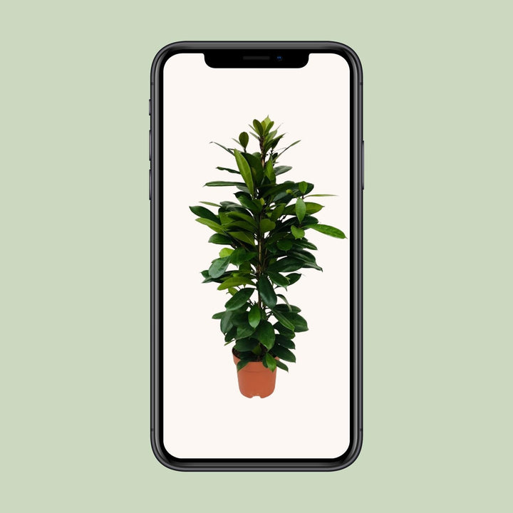 Ficus Cyathistipula - Ø21cm - ↕105cm — healthy root ball and nursery pot ready to ship from Ireland