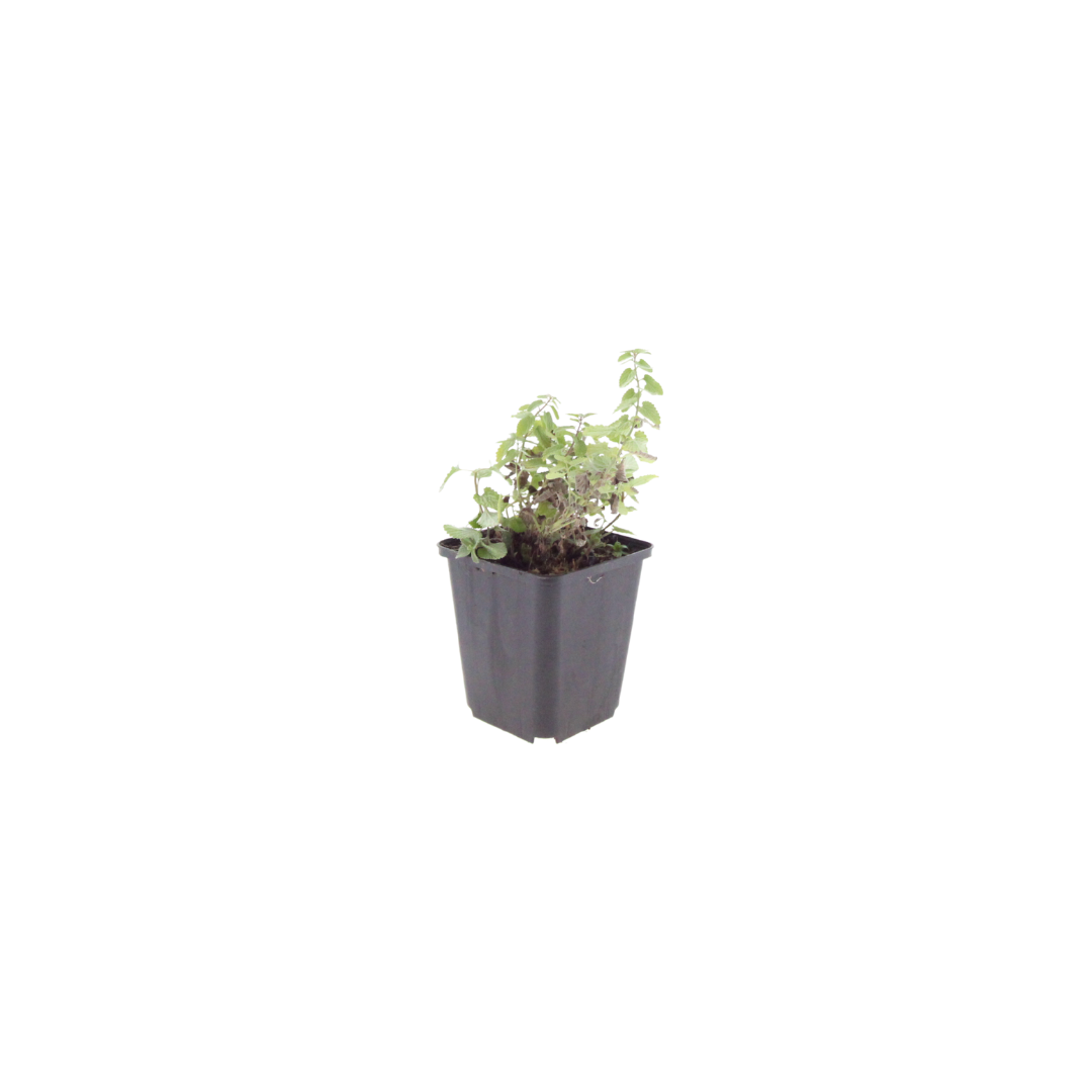6x Nepeta 'Grol' - ↕10-25cm - Ø9cm alternative angle showing habit and leaf structure