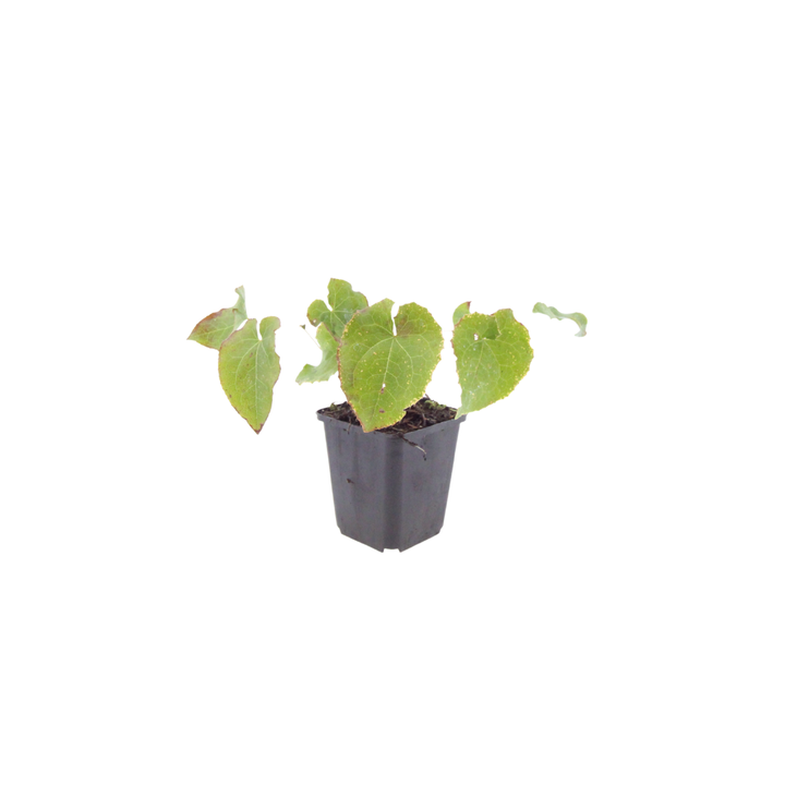 6x Epimedium perralc. 'Frohnleiten' - ↕10-25cm - Ø9cm alternative angle showing habit and leaf structure
