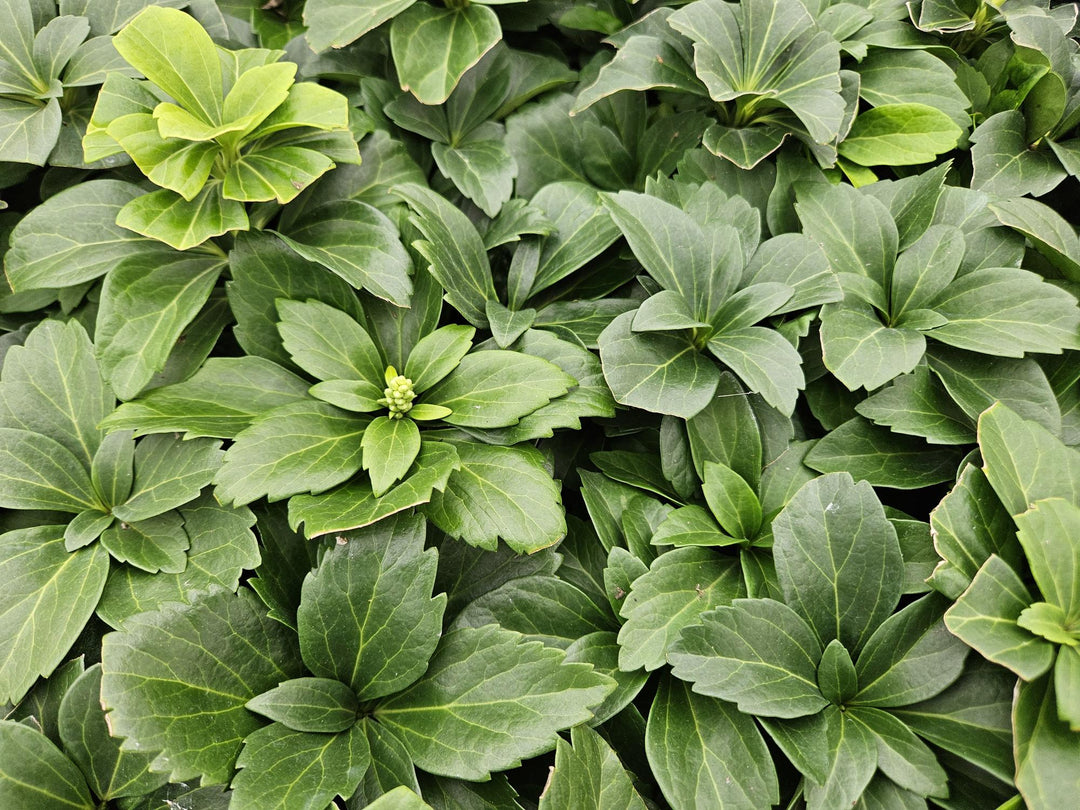 60x Pachysandra Terminalis - Evergreen Ground Cover - 10-25cm - Ø9cm