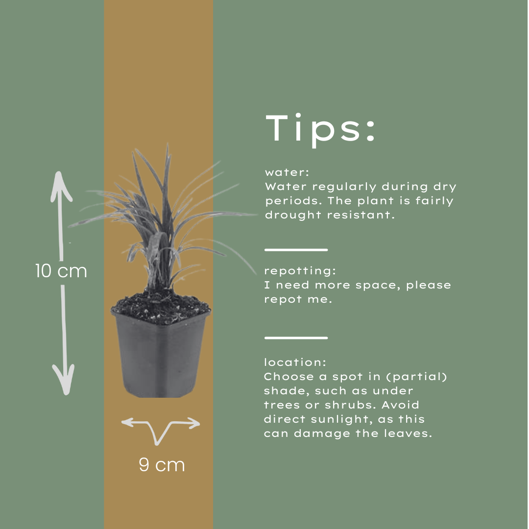 6x Liriope muscari 'Moneymaker' - ↕10-25cm - Ø9cm