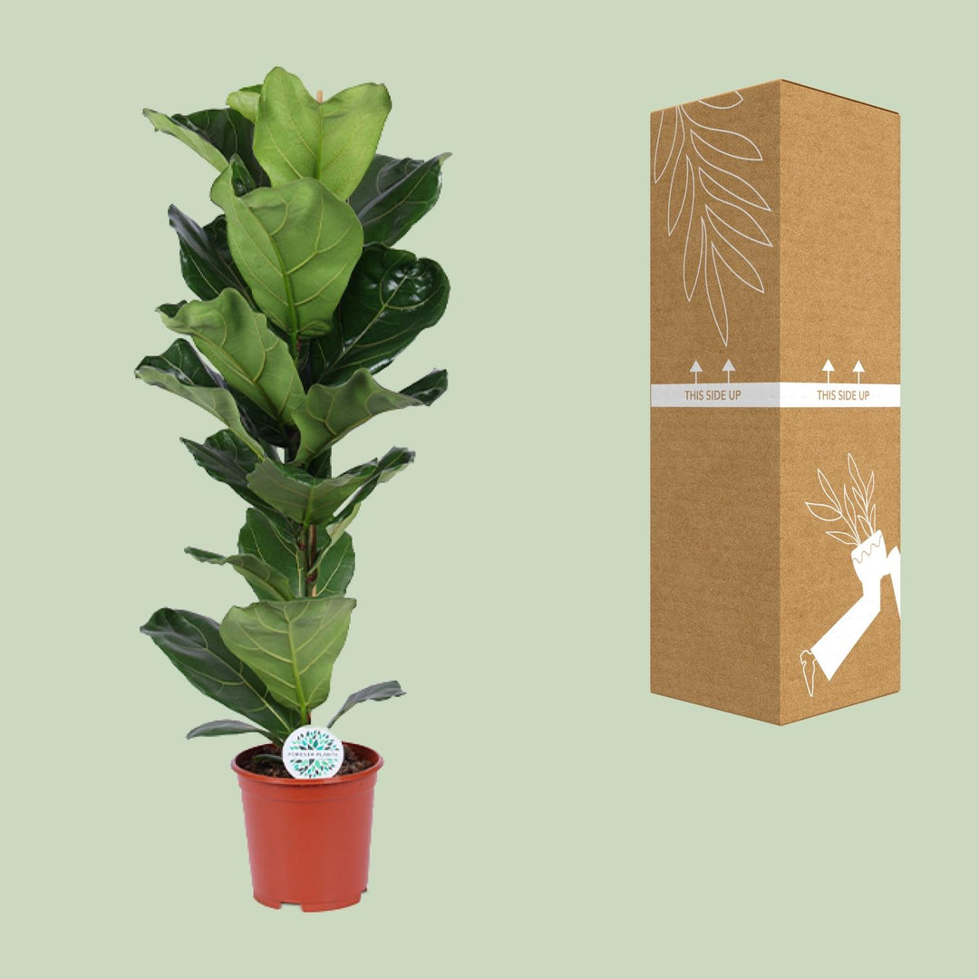 Ficus Lyrata - Ø21cm - ↕90cm styled in an Irish home interior
