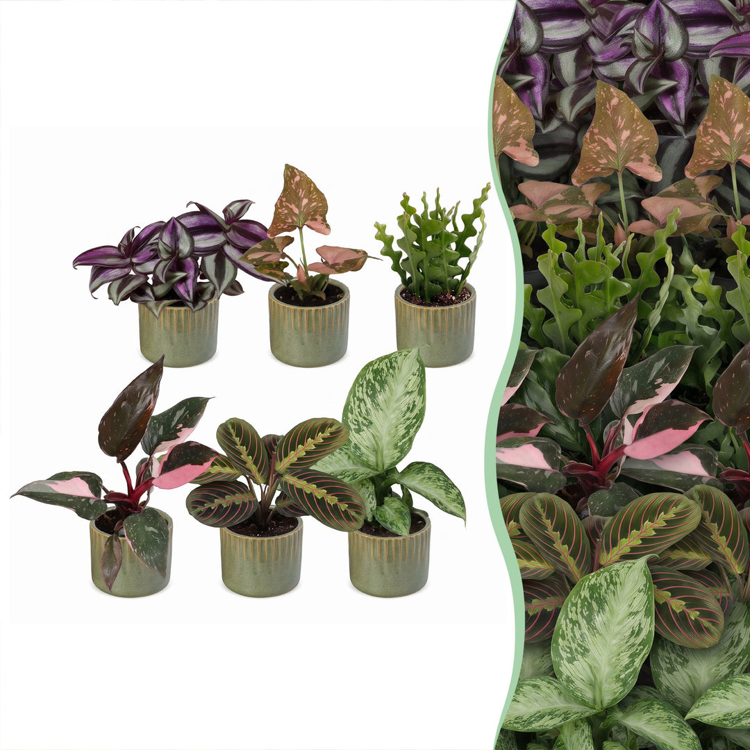 Baby Plants Surprise Box, 6 tropical plants in 6 cm pots