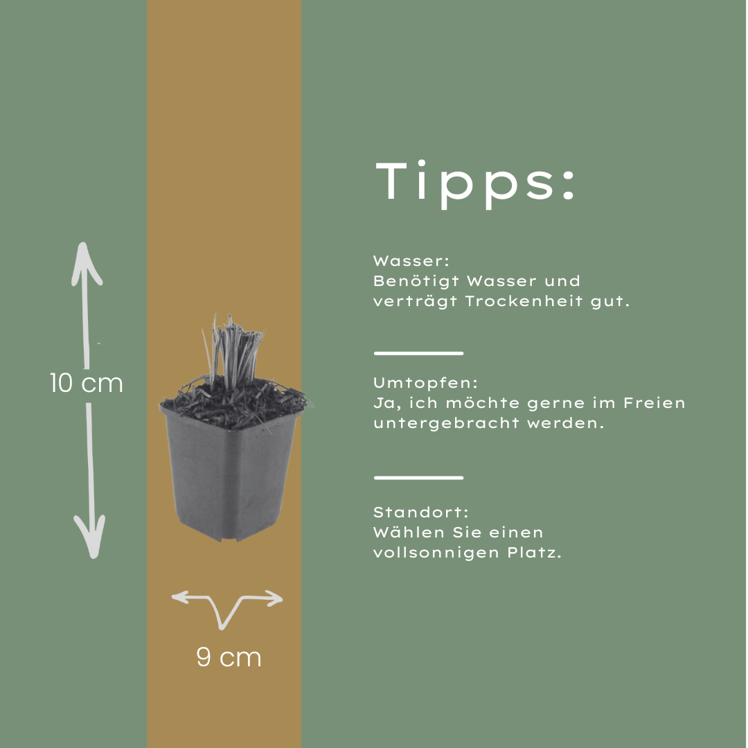 6x Liatris spicata - ↕10-25cm - Ø9cm styled in an Irish home interior