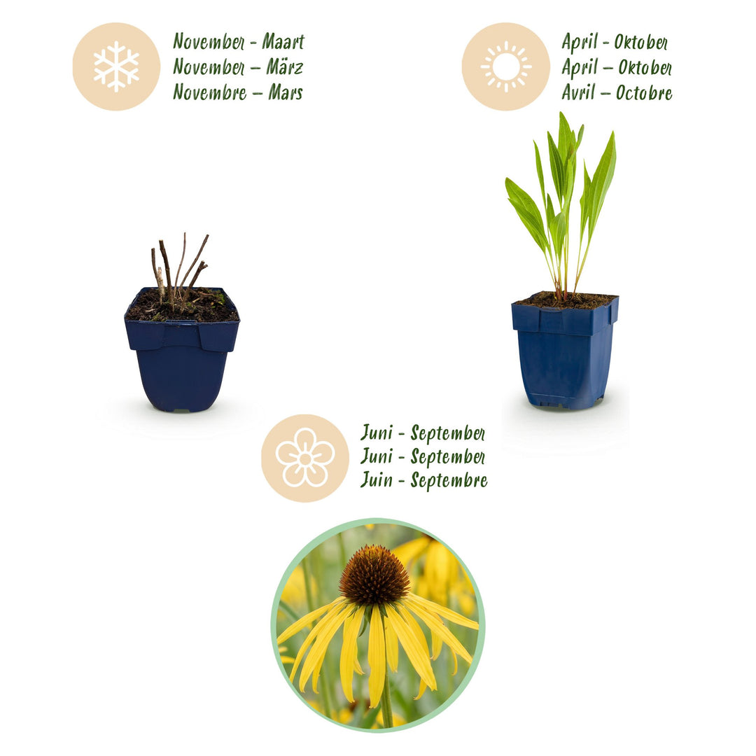 24x Echinacea paradoxa yellow coneflower plants in 11cm pots - view 4