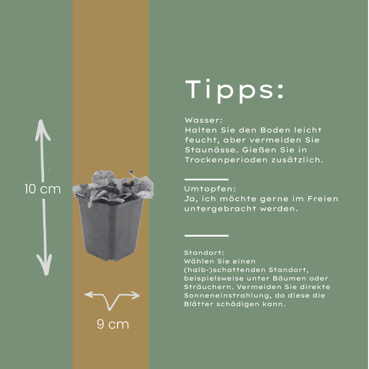 48x Tiarella cordifolia - ↕10-25cm - Ø9cm