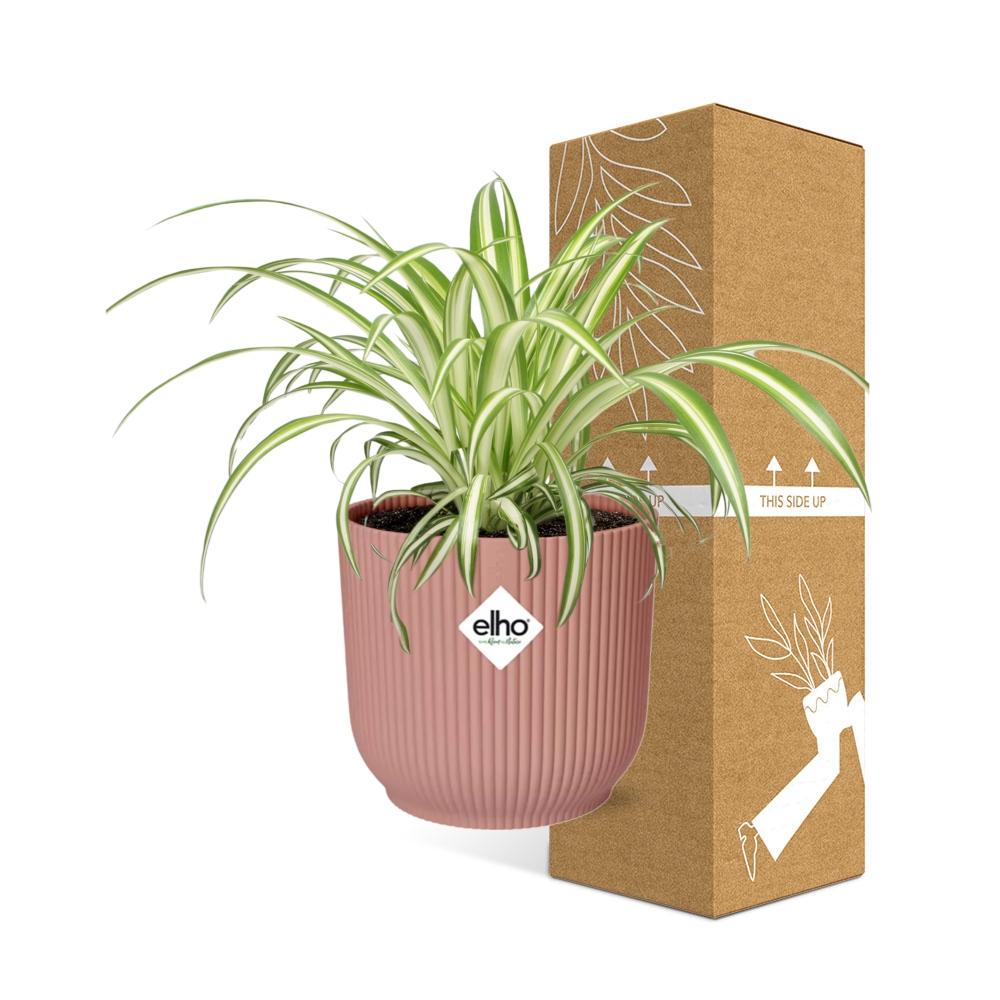 Variegated Spider Plant (Chlorophytum comosum 'Variegatum') in a pink ELHO Vibes pot, view 4
