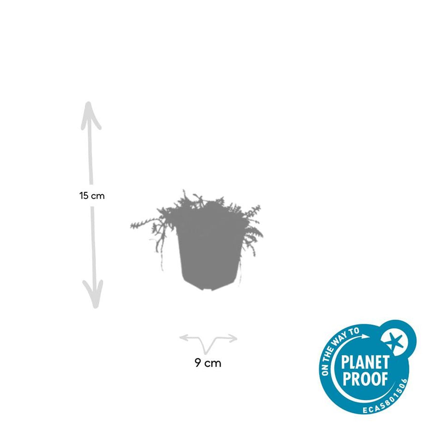 48x Leptinella squalida in a 9cm pot, frost-hardy perennial, height 10-25cm, by Everspring.