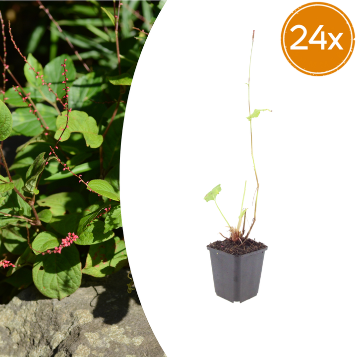 24x Persicaria a. 'Speciosa' - ↕10-25cm - Ø9cm