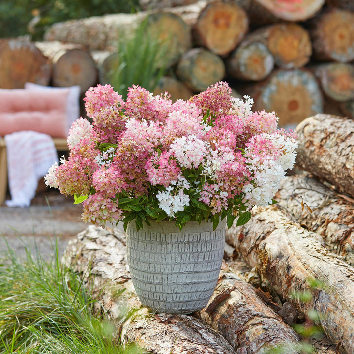8 Hydrangea paniculata Groundbreaker Blush plants in 14cm pots - view 5