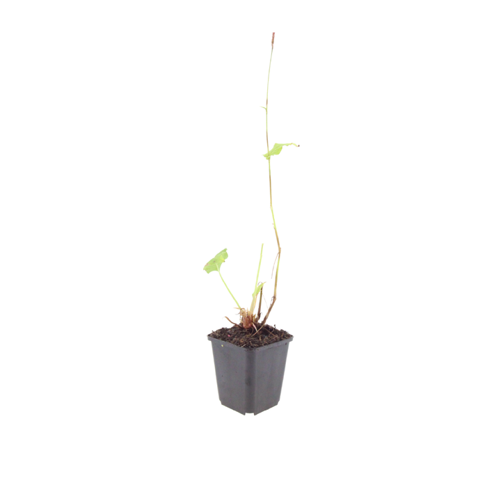 6x Persicaria a. 'Alba' - ↕10-25cm - Ø9cm alternative angle showing habit and leaf structure