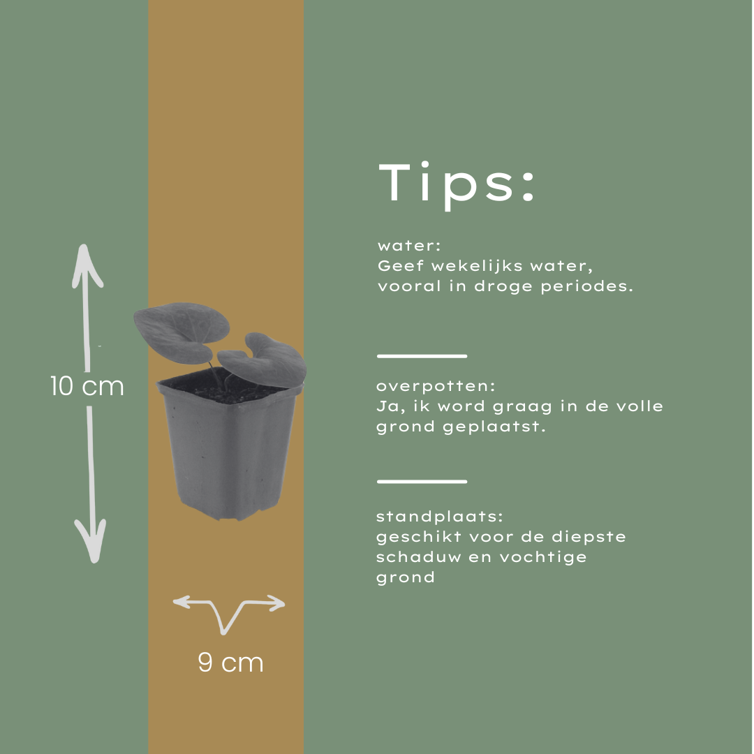24x Asarum europaeum - ↕10-25cm - Ø9cm