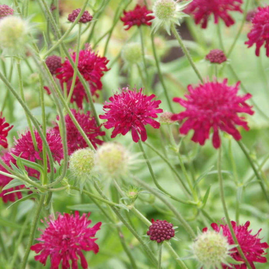 Deep crimson Knautia macedonica flowers with spiky petals and green buds on thin stems, potted specimens in 9cm pots