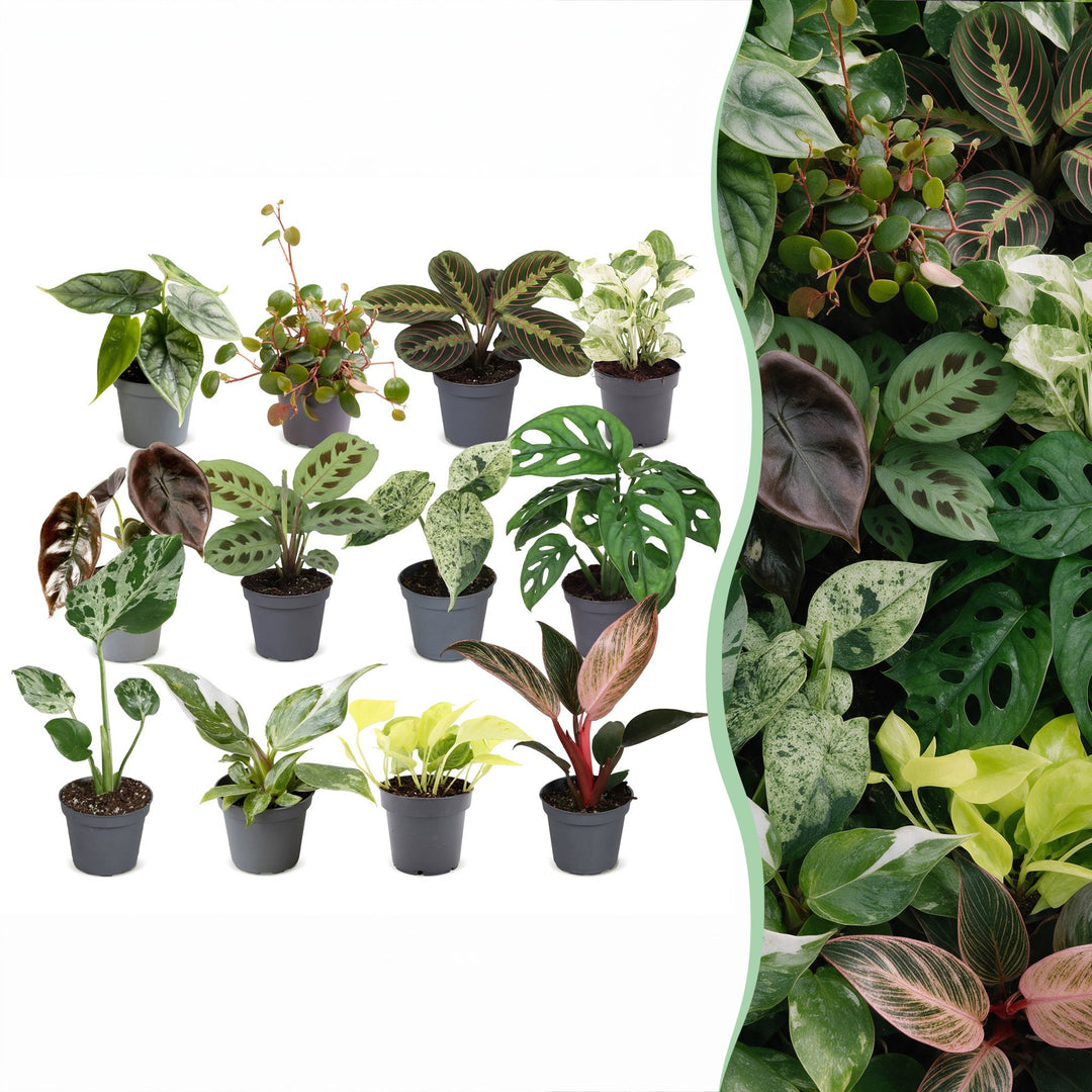 Baby Plants Surprise Box, 12 tropical plants in 6cm pots