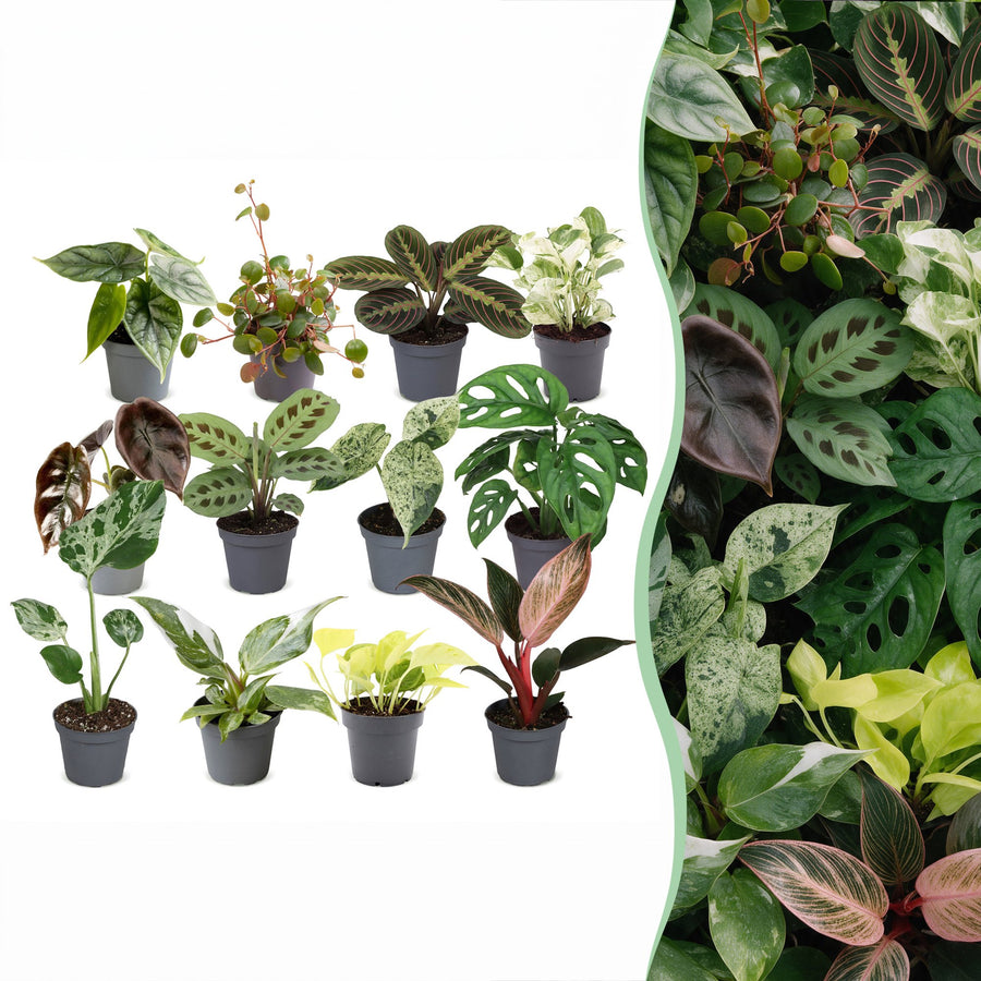 Baby Plants Surprise Box, 12 tropical plants in 6cm pots