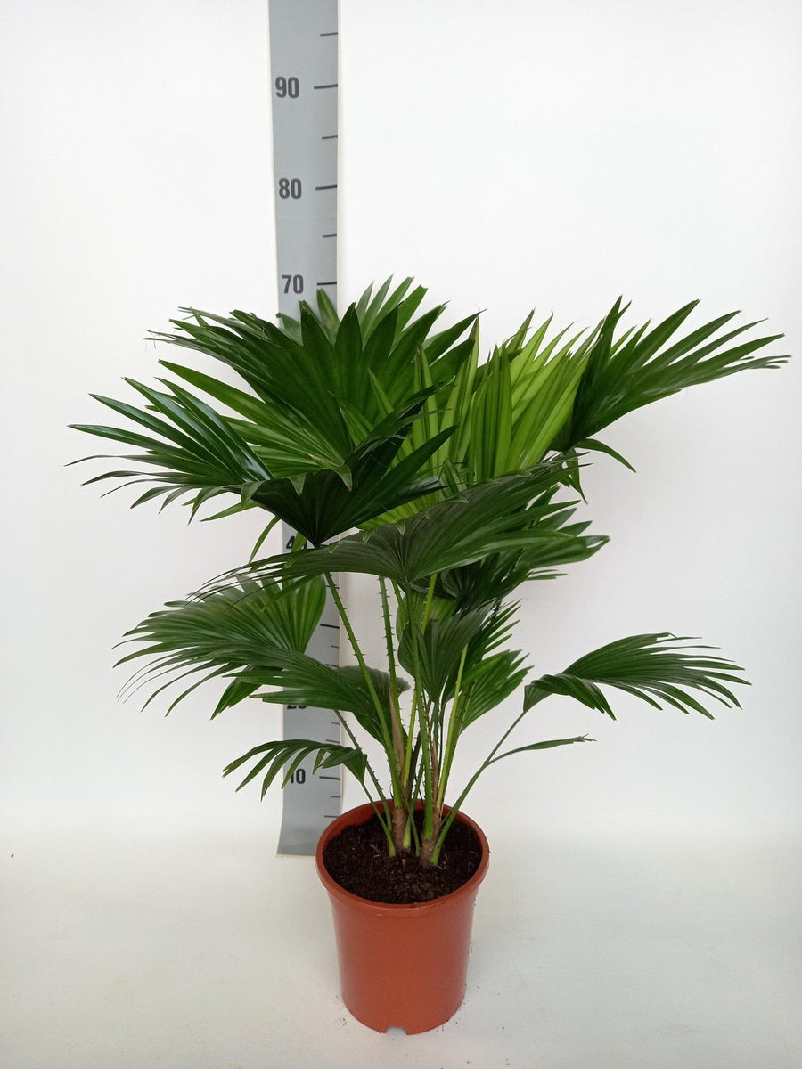 Livistona rotundifolia with fan-shaped green leaflets in terracotta pot, approximately 70cm tall, shown against height scale